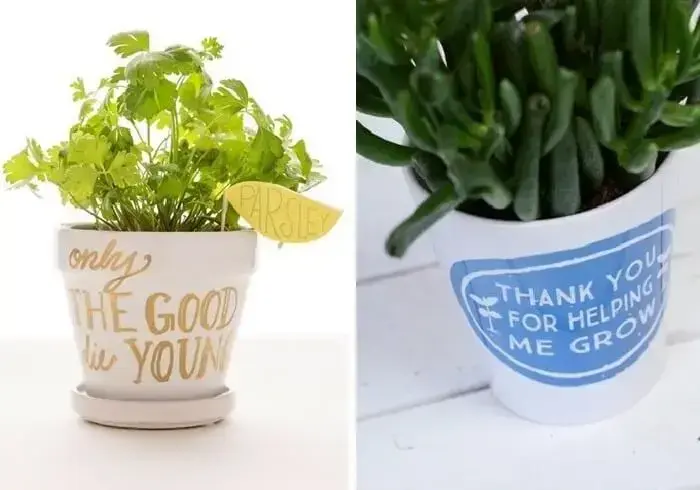 Vasos de plantas com frases e citações Vasos de plantas com frases e citações