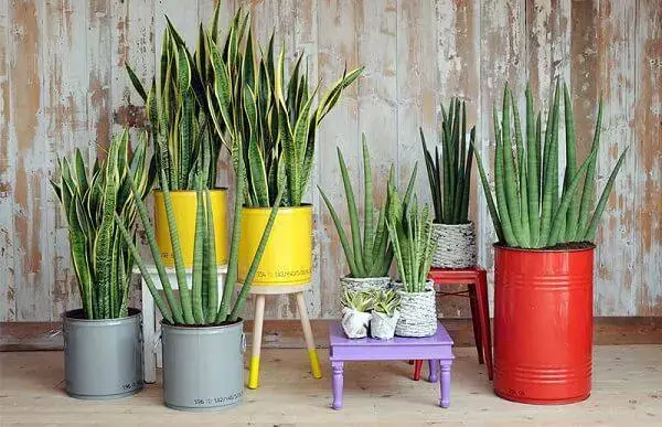 A espada de São Jorge é uma das plantas para ter no quarto, pois traz benefícios para a saúde
