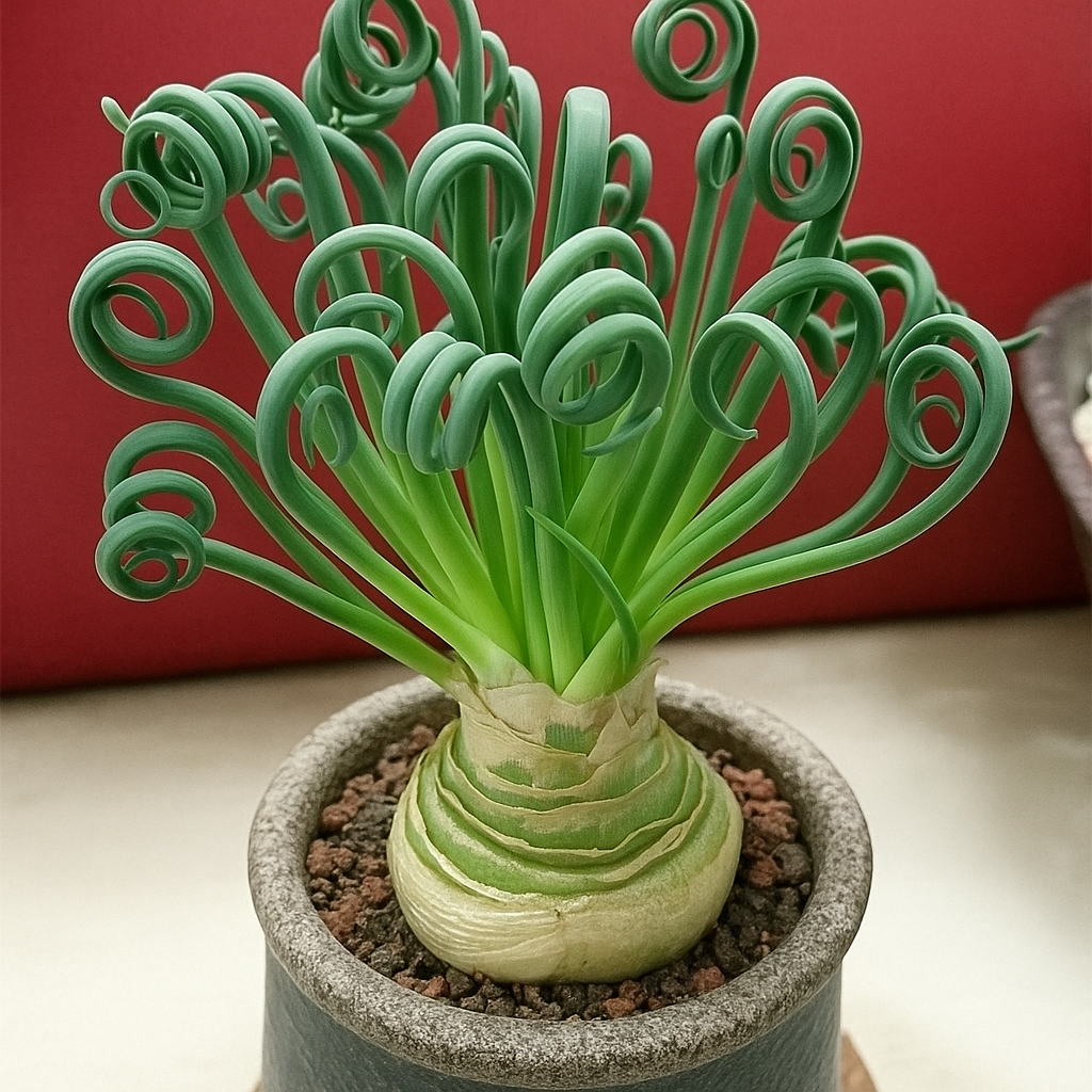 Suculenta-espiral. Suculenta-espiral.