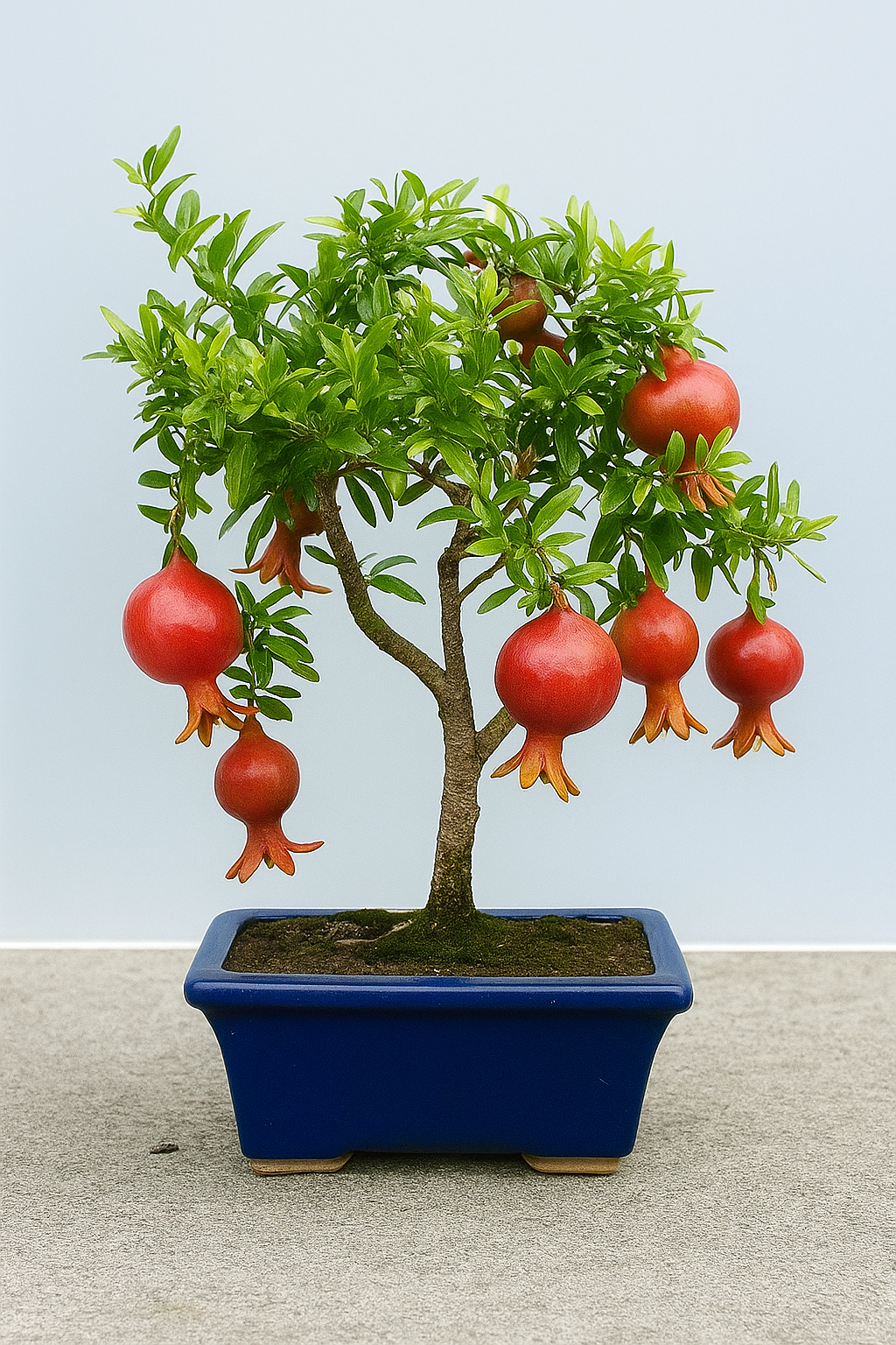 Bonsai de frutas com romãs. Bonsai de frutas com romãs.
