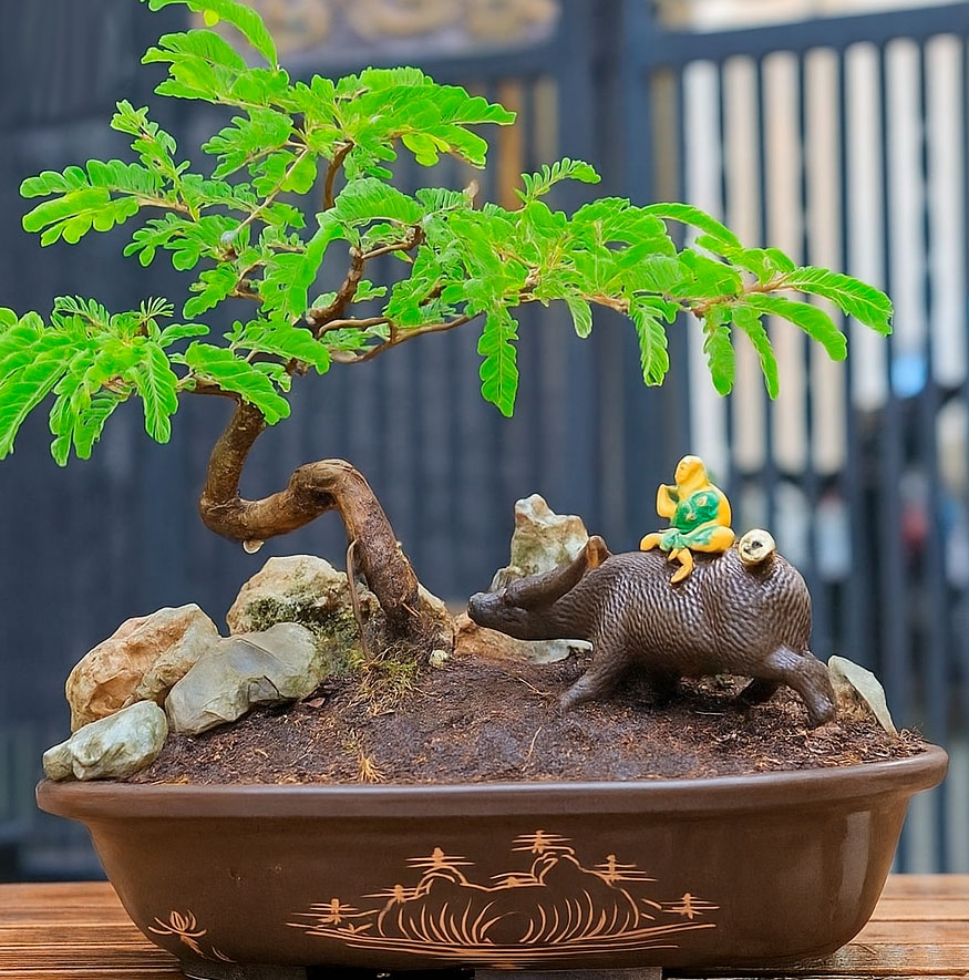 A terra e as folhas do bonsai devem ser regadas A terra e as folhas do bonsai devem ser regadas
