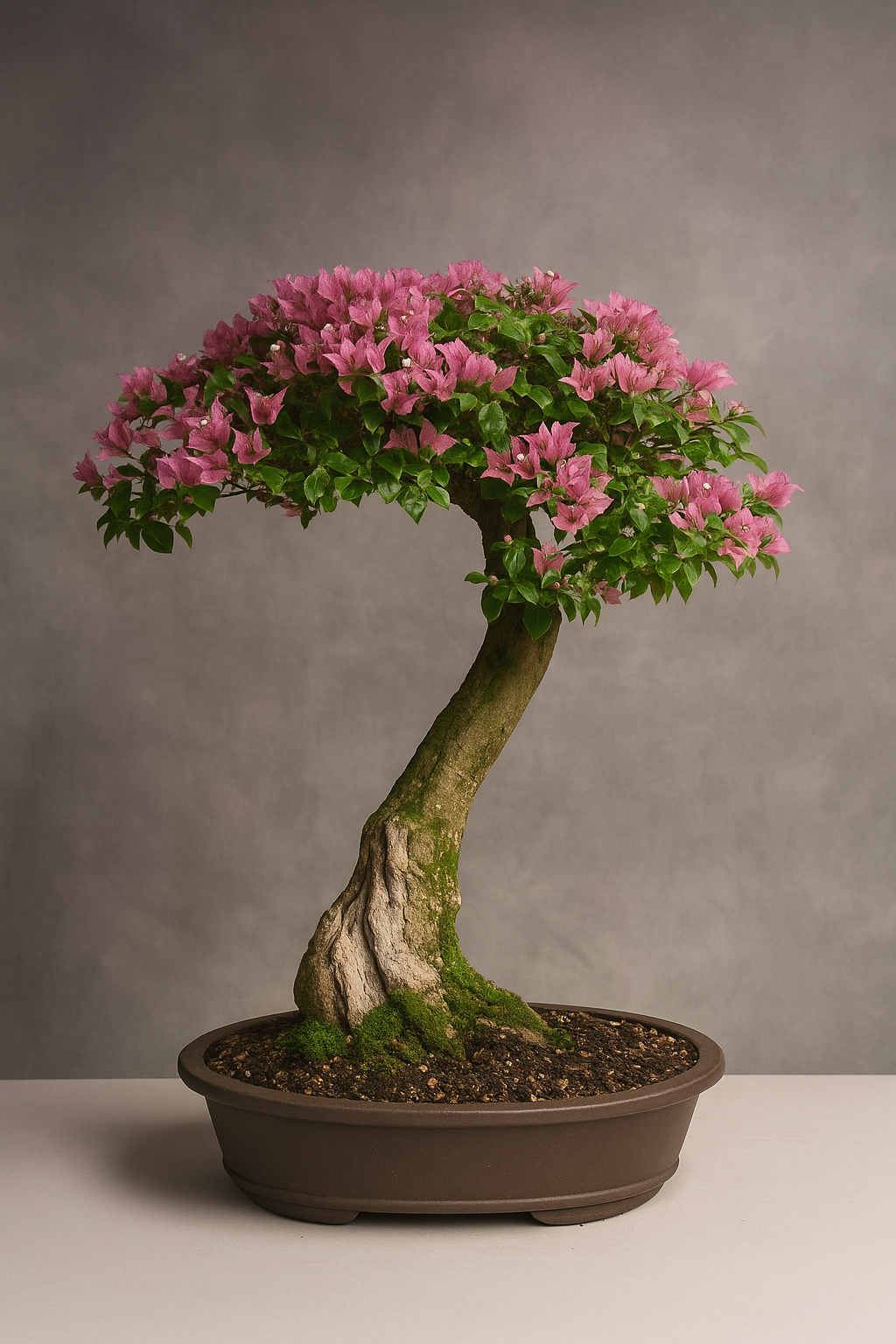 Bonsai com flore cor de rosa. Bonsai com flore cor de rosa.