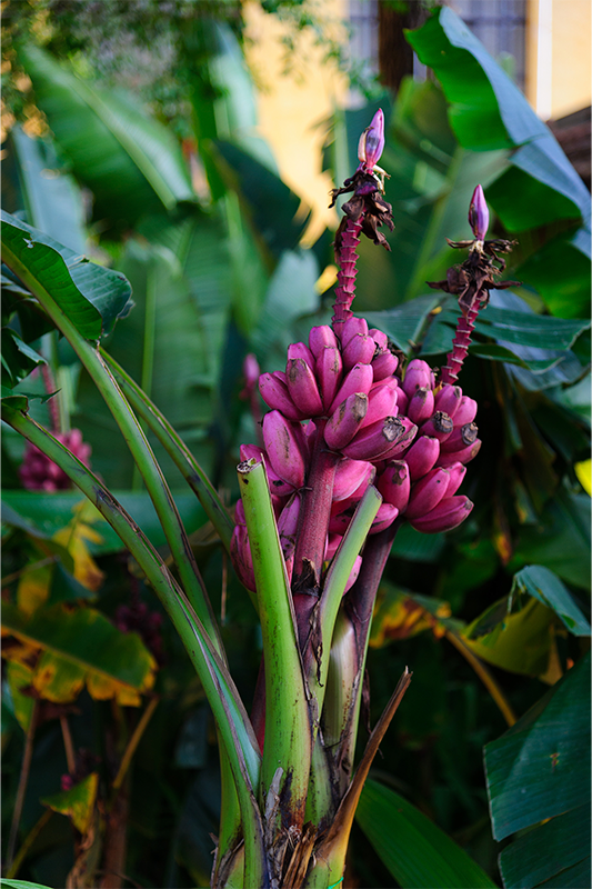 Projeto: ELKIS+ | CASACOR São Paulo | Entre os destaques do projeto está a Musa ornata, ou bananeira rosa — espécie exótica usada pela primeira vez pela dupla em uma mostra. Sua coloração vibrante reforça o tom poético e onírico do ambiente.