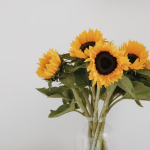 Girassol: conheça o significado e saiba como plantar e cuidar