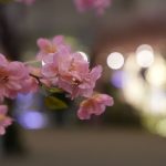 Flores e plantas permanentes ganham espaço e sustentabilidade na ABCasa Fair 2025