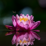 Flor de Lótus: conheça curiosidades e descubra como plantar e cuidar