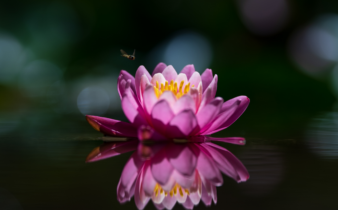 Flor de Lótus: conheça curiosidades e descubra como plantar e cuidar