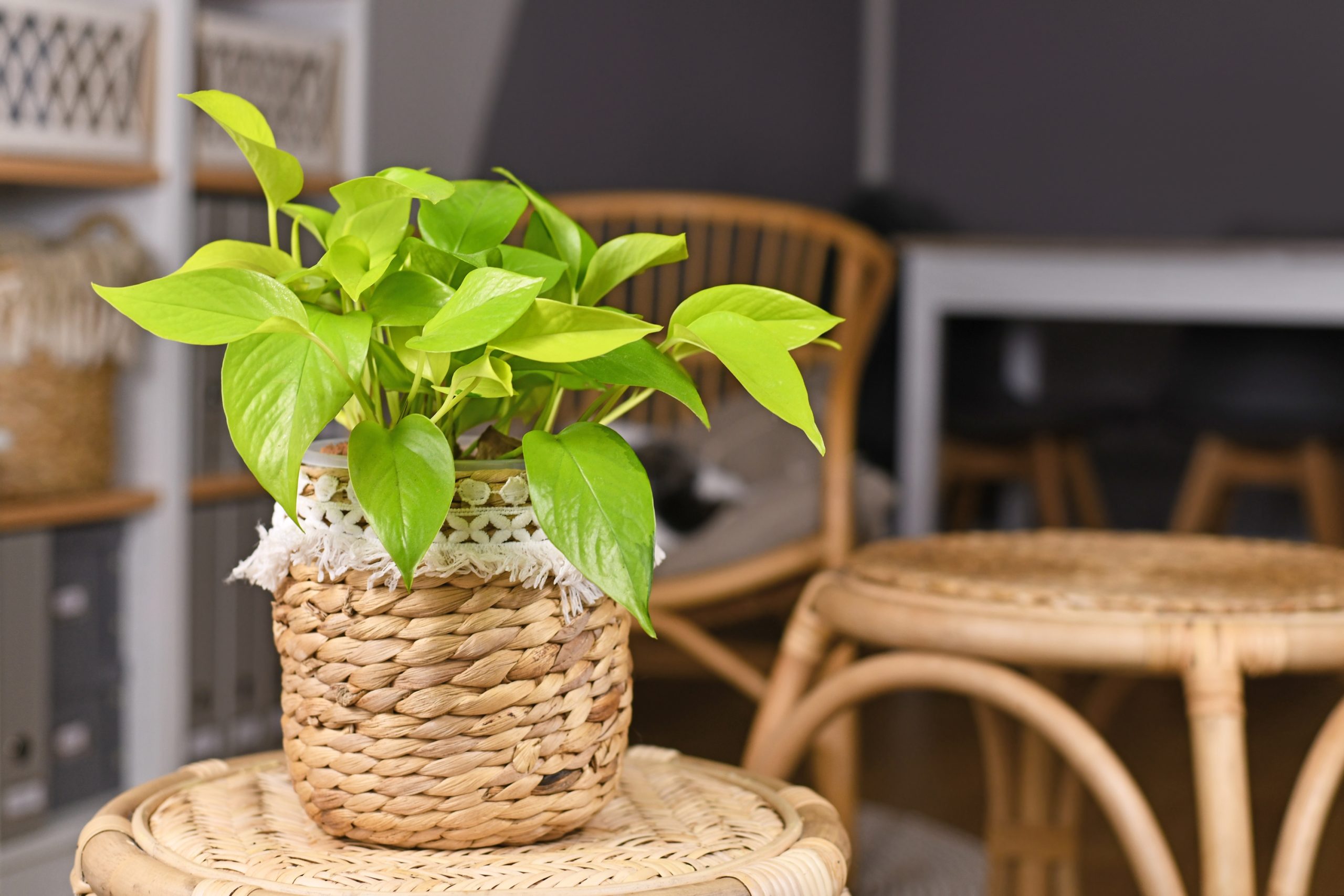 Planta jiboia: saiba como cuidar e usar na sua decoração