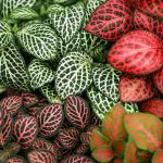 Fitônia: como cuidar, significado e dicas para cultivar a planta mosaico