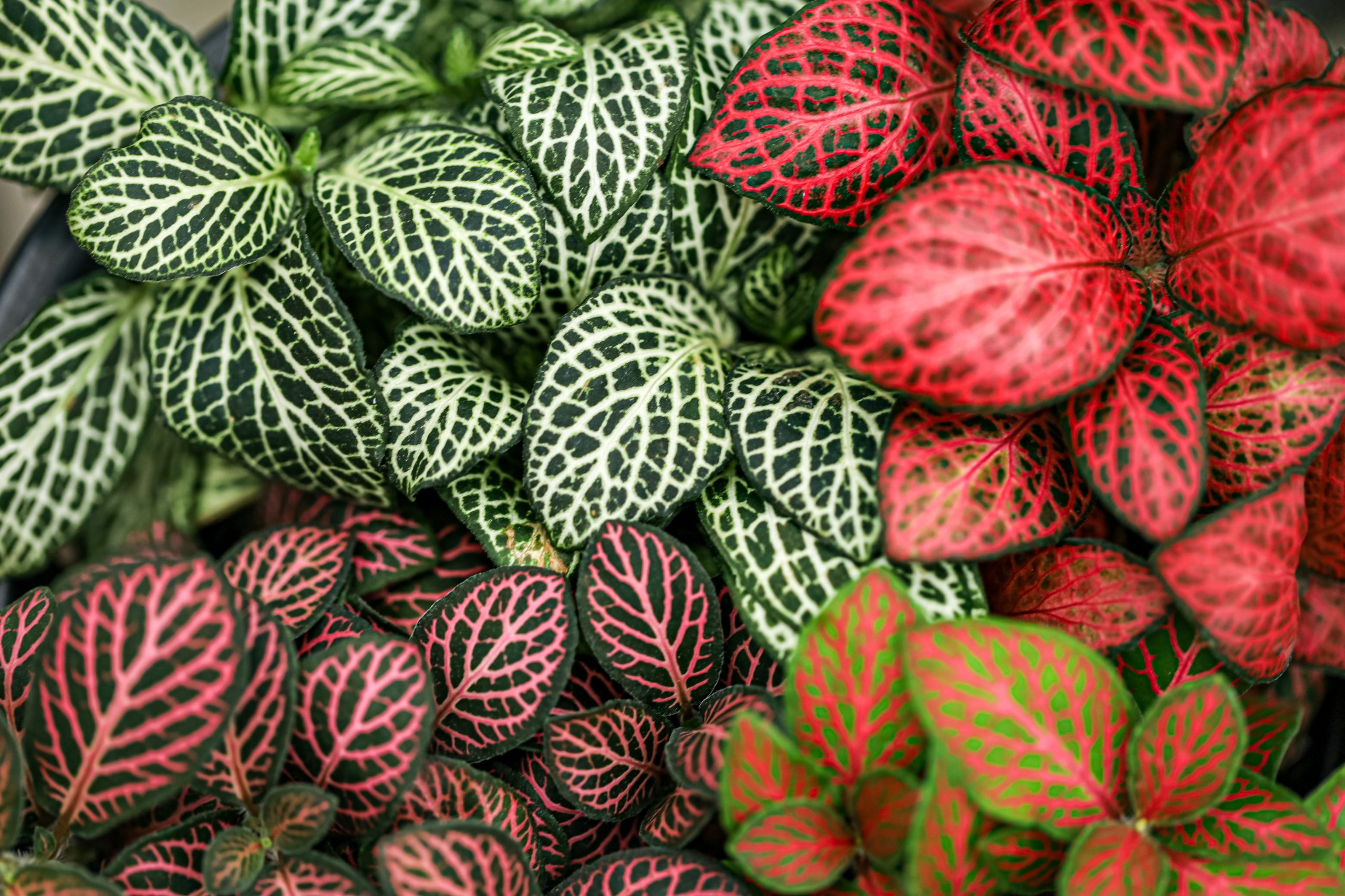 Fitônia: como cuidar, significado e dicas para cultivar a planta mosaico