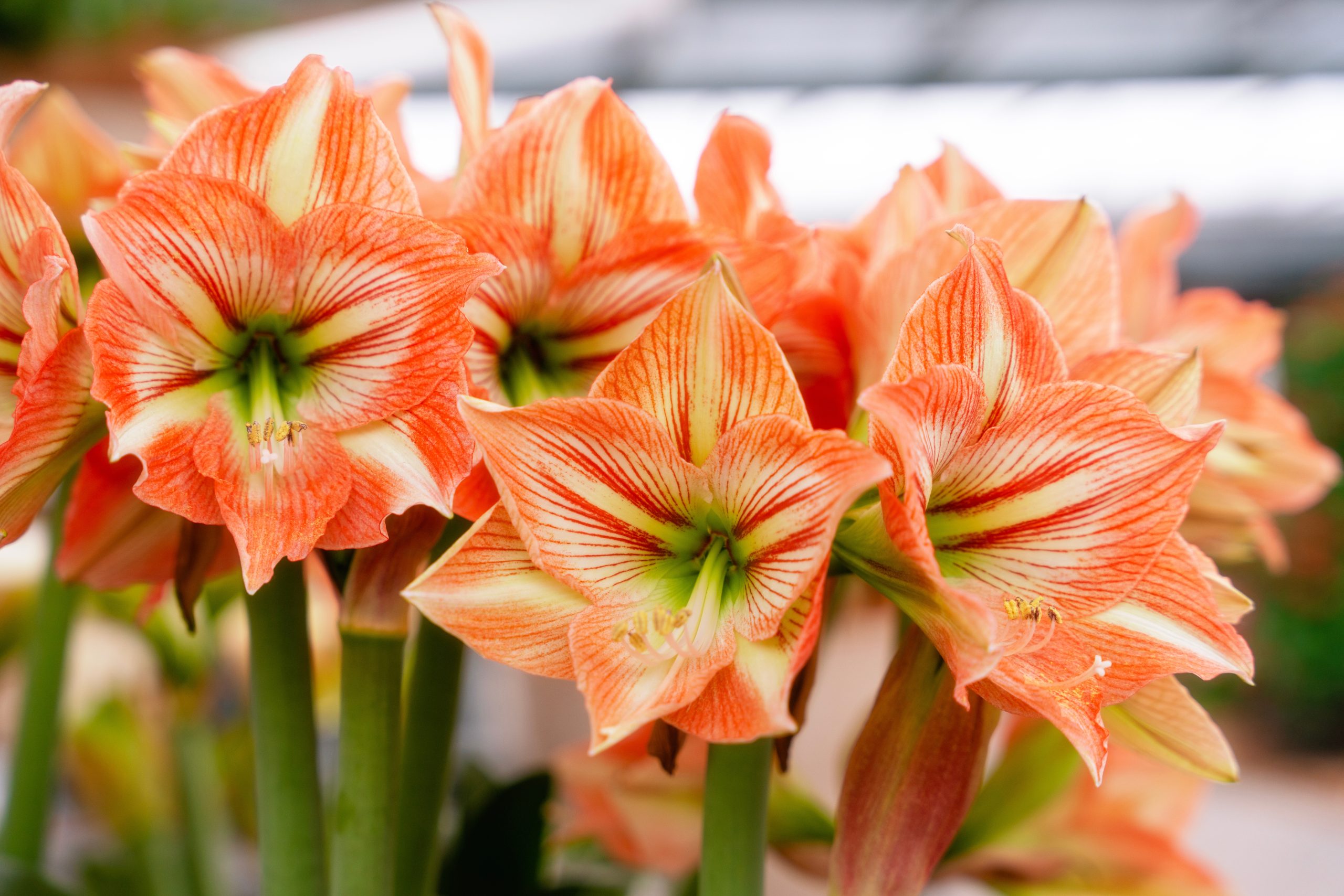 Amarílis: Como Cuidar, Tipos e Flores Lindas para Plantar no Jardim
