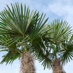 Palmeira azul: conheça as características, plantio e cuidados essenciais