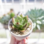 Echeveria: saiba como cuidar, plantar e usar na decoração