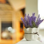 Plantas ornamentais: confira 7 espécies para ambientes internos e externos