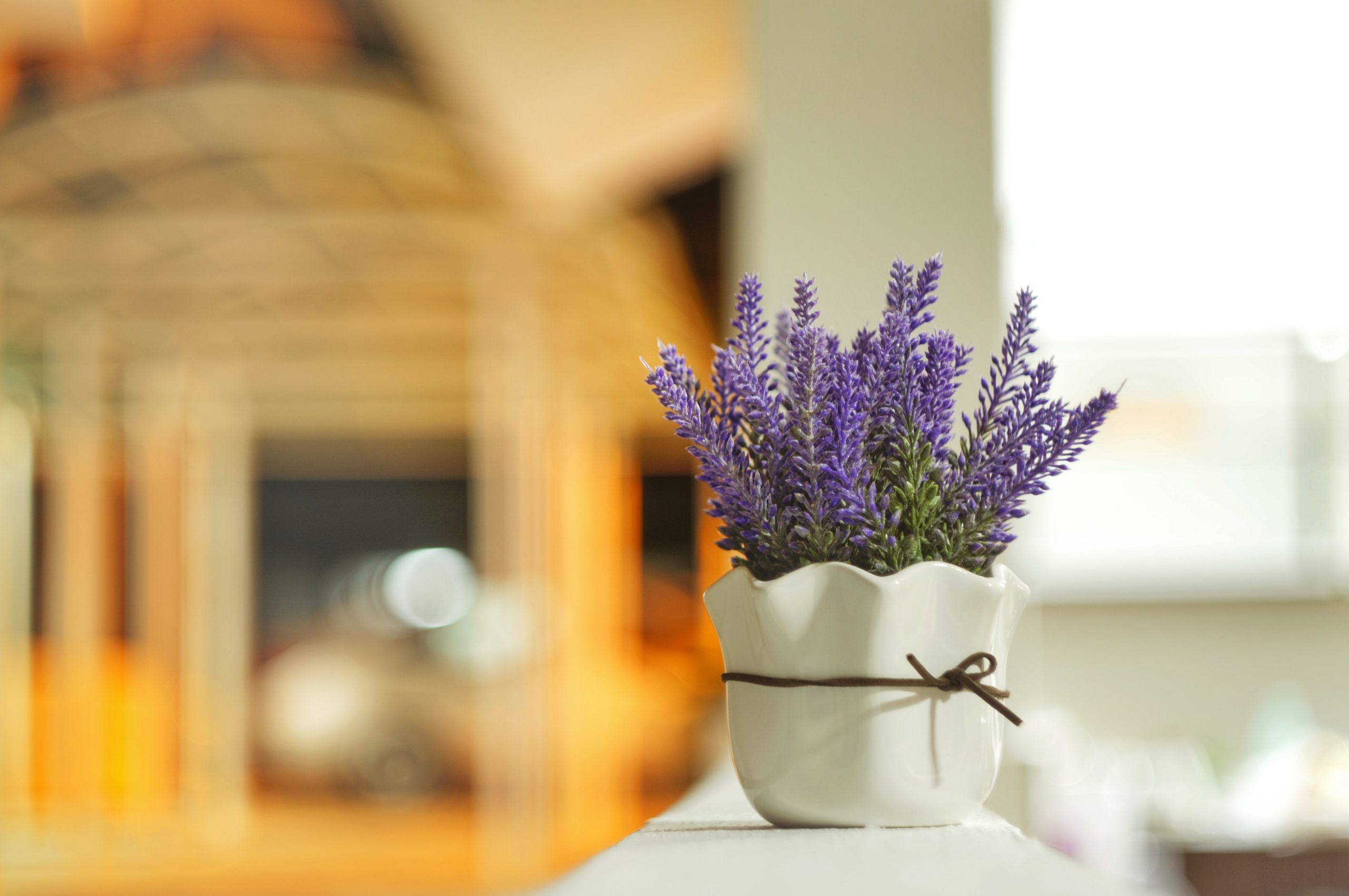 Plantas ornamentais: confira 7 espécies para ambientes internos e externos