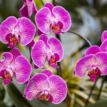 Como cuidar de orquídeas: 7 dicas para manter suas flores sempre lindas