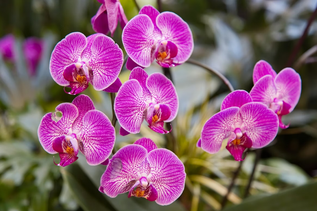 Como cuidar de orquídeas: 7 dicas para manter suas flores sempre lindas