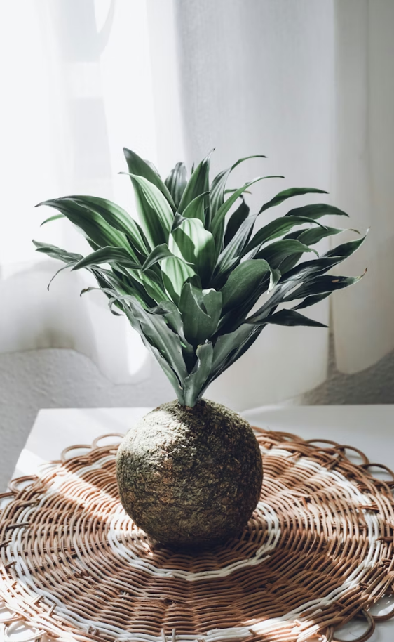 NPK 10-10-10 a cada três meses é a adubação certa para sua kokedama prosperar – Foto: Unsplash