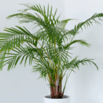 Conheça 5 tipos de palmeiras para cultivar em casa