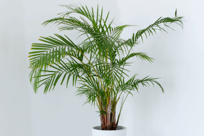 A Areca purifica o ar e traz leveza tropical para os ambientes – Foto: Shutterstock