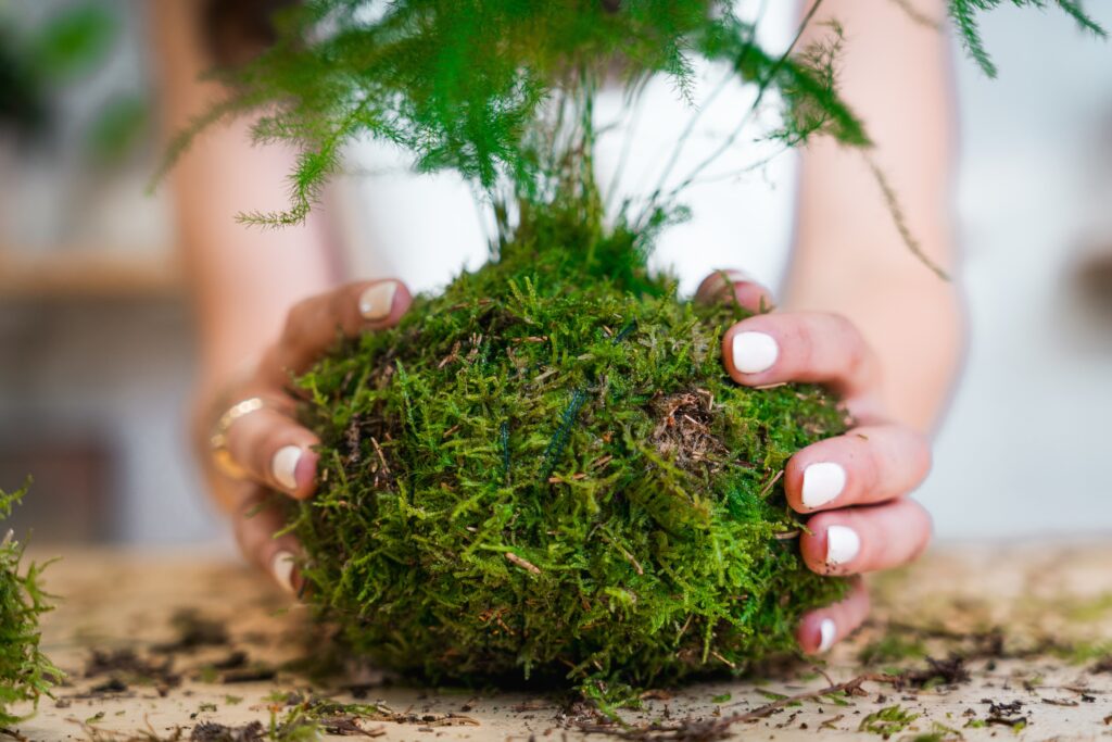 Musgo, substrato e linha são essenciais para fazer a kokedama – Foto: Shutterstock