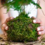 Kokedama: como fazer a técnica japonesa que dispensa vasos