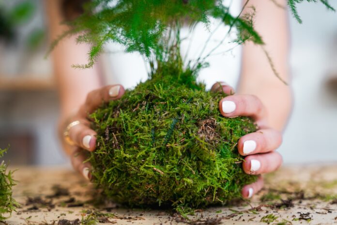 Musgo, substrato e linha são essenciais para fazer a kokedama – Foto: Shutterstock
