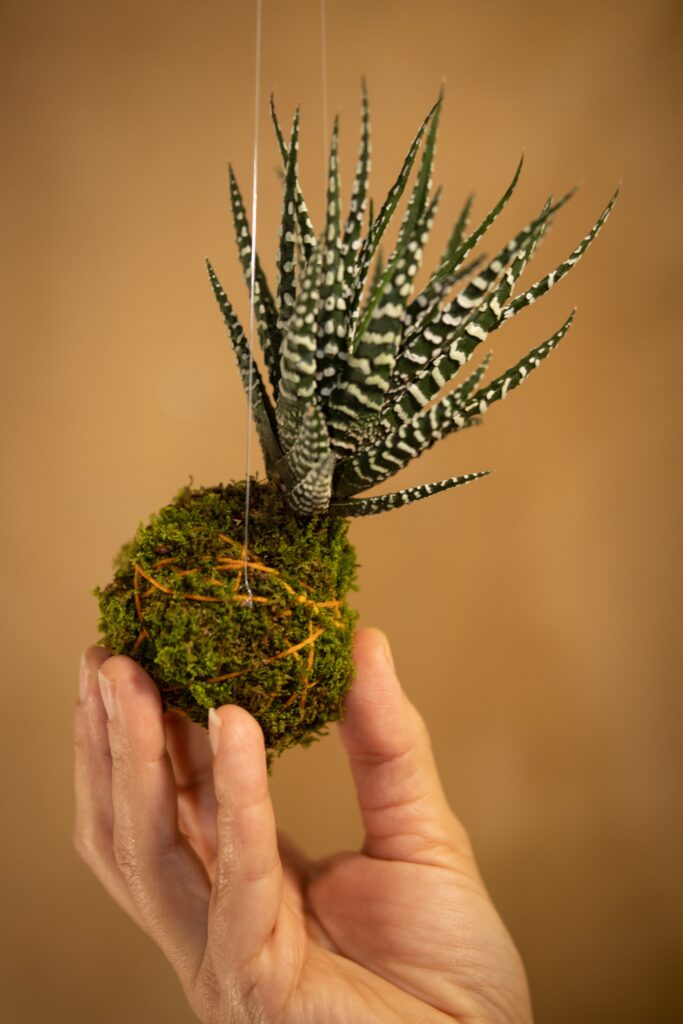 Criada há 500 anos no Japão, a kokedama é o arranjo perfeito para apartamentos de todos os tamanhos – Foto: Shutterstock
