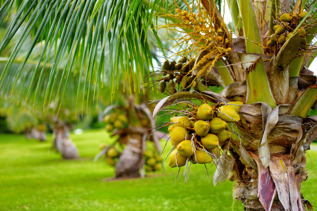 Luz solar direta durante todo o dia é indispensável para o desenvolvimento e produção de frutos – Foto: Shutterstock