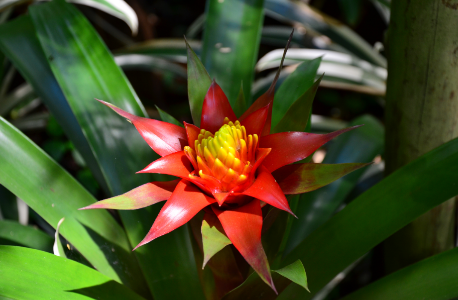 Ajuste a luz conforme a espécie da sua planta – Foto: Shutterstock