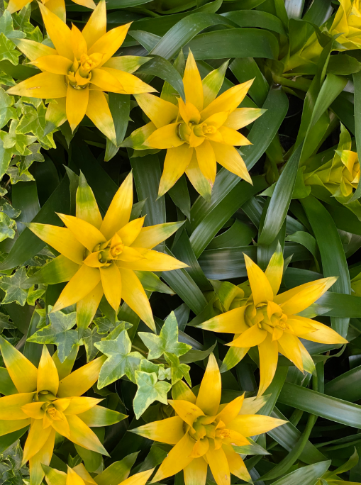 Bromélias são plantas tropicais fáceis de cuidar em casa – Foto: Shutterstock