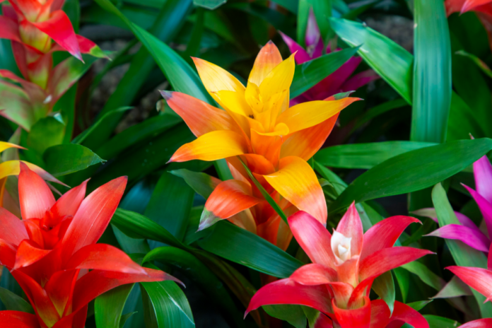 Bromélias trazem cor e vida para qualquer ambiente – Foto: Shutterstock