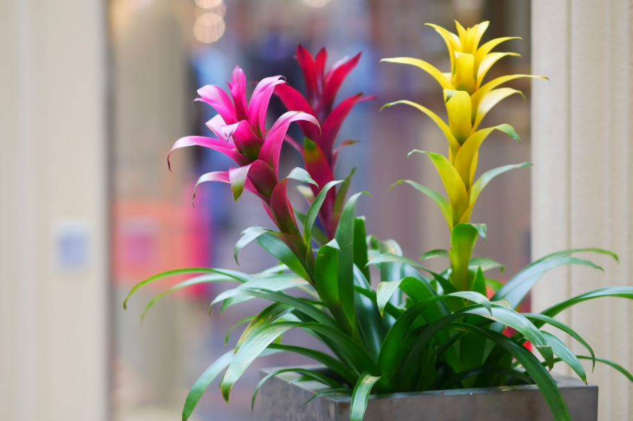 A bromélia floresce uma única vez durante sua vida – Foto: Shutterstock