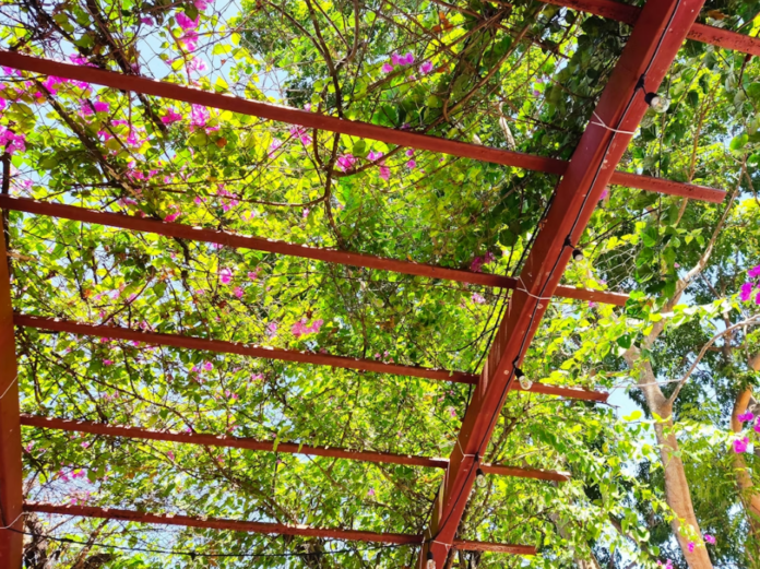 Pergolado aberto com trepadeira florida cobrindo a estrutura – Foto: Unsplash