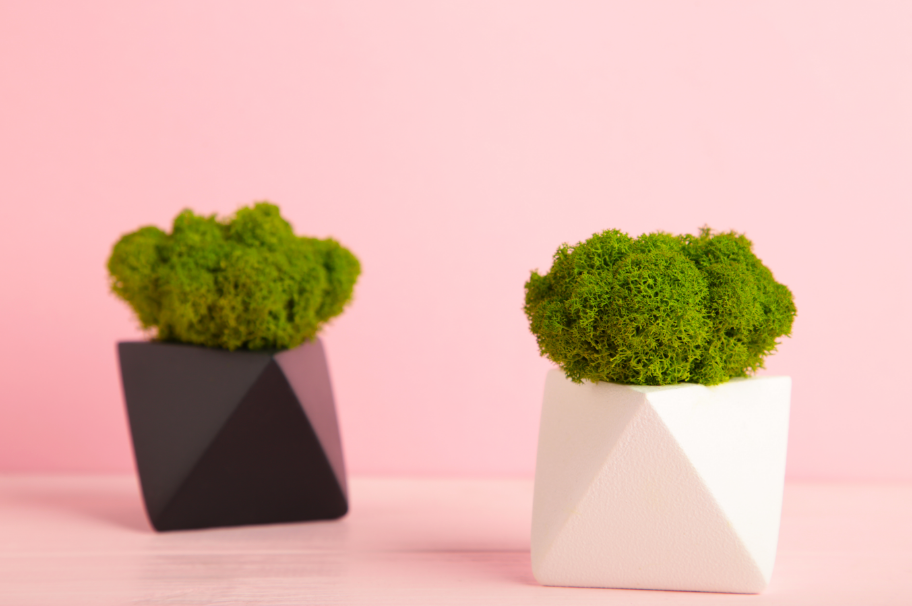 Os musgos são os maiores representantes das briófitas – Foto: Freepik