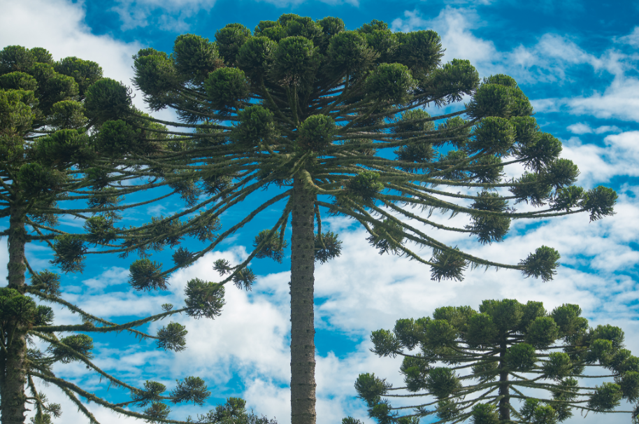 Araucárias são gimnospermas com porte avantajado e crescimento lento – Foto: Freepik