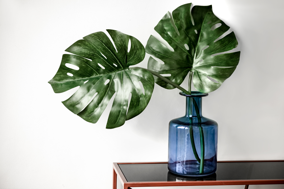 Sala e hall de entrada pedem angiospermas de meia-sombra, como costela-de-adão – Foto: Freepik