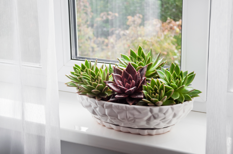 Suculentas também são angiospermas: toleram longos períodos sem rega e ambientes secos – Foto: Freepik