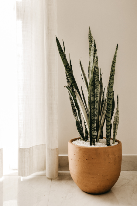 Espada-de-são-jorge é resistente ao sol, ao vento e a longos períodos sem rega – Foto: Freepik