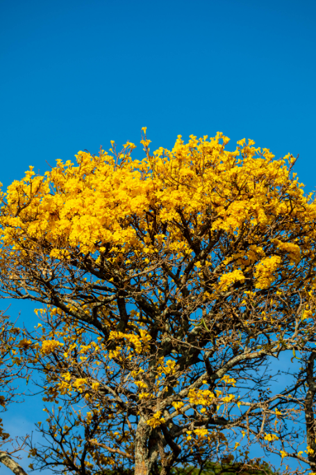 Ipê, símbolo brasileiro, é perfeito para jardins amplos – Foto: Freepik