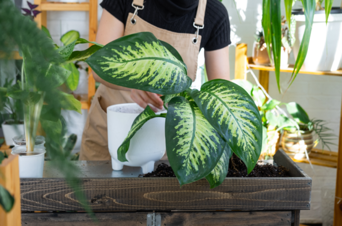 Popular e resistente, comigo-ninguém-pode precisa de pouca manutenção no dia a dia – Foto: Freepik