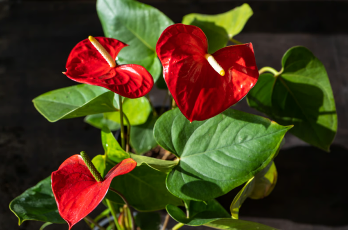 Antúrio vermelho é símbolo de sucesso – Foto: Envato
