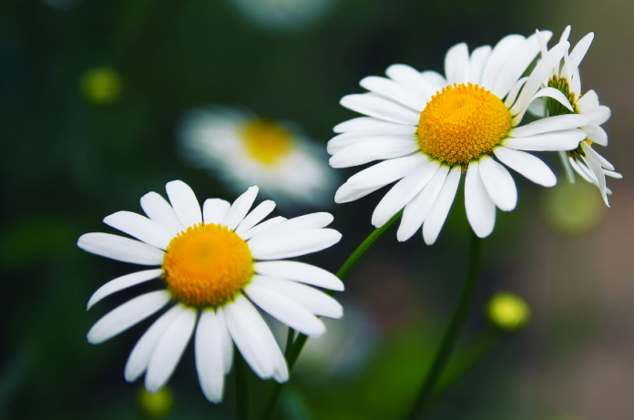 O corte das hastes secas devolve força à floração da planta – Foto: Envato